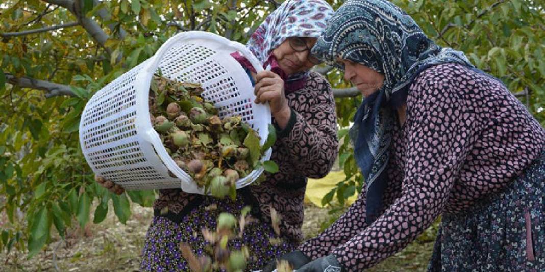 Memuriyeti bitti, üreticiliğe geçti! 12 yıl önce 10 dönüme dikti: 4 yıldır bereketli hasat yapıyor 3